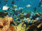 cieloestrellas reef31 (Custom) (Large).jpg